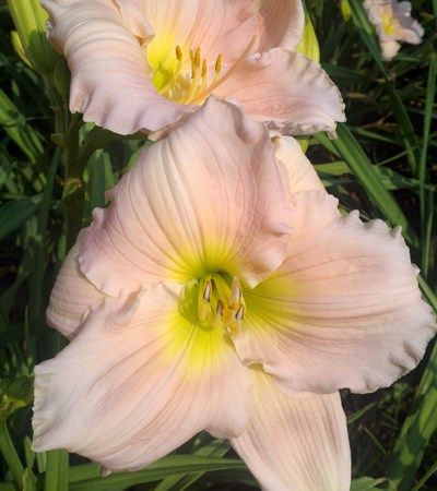 Daylily Fairy Tale Pink